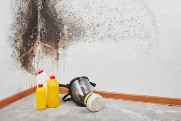 Best Commercial Mold Removal  in Cambridge, IL
