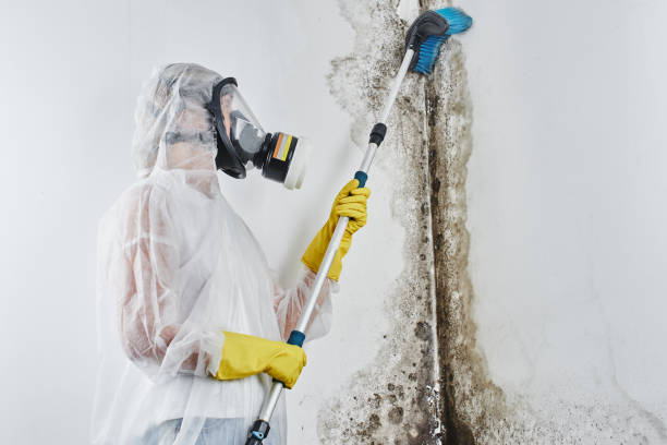 Best Crawl Space Mold Removal  in Cambridge, IL