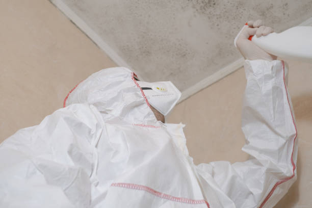 Best Black Mold Removal  in Cambridge, IL