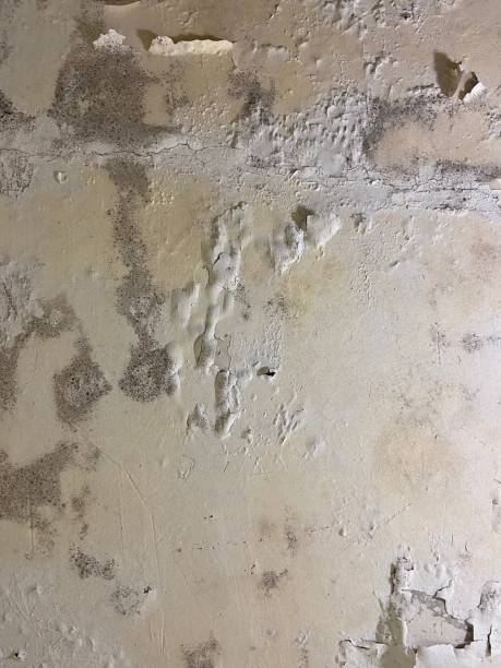 Best Mold Testing  in Cambridge, IL