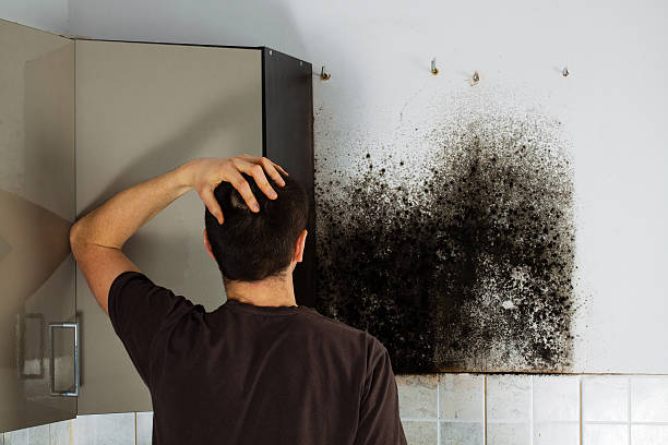 Mold Removal Process in Cambridge, IL