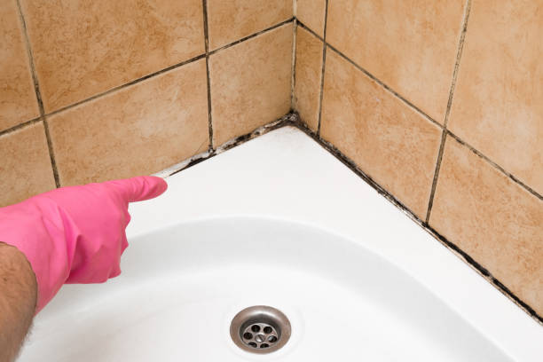 Professional Mold Removal in Cambridge, IL