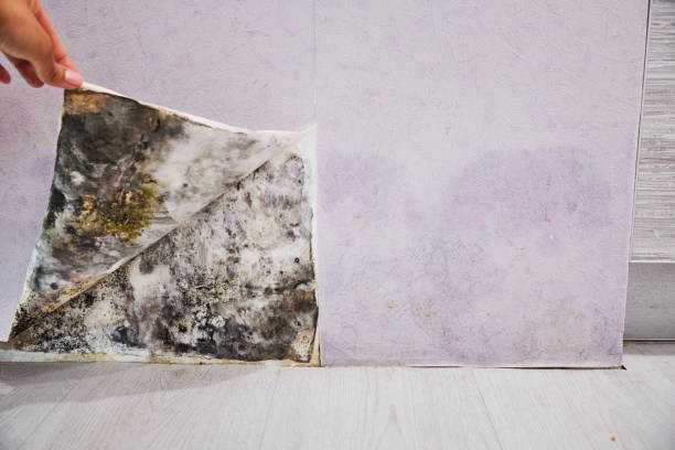 Crawl Space Mold Removal in Cambridge, IL